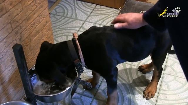 Воспитание щенка, пищевая агрессия, как убрать агрессию при охране миски смотреть онлайн