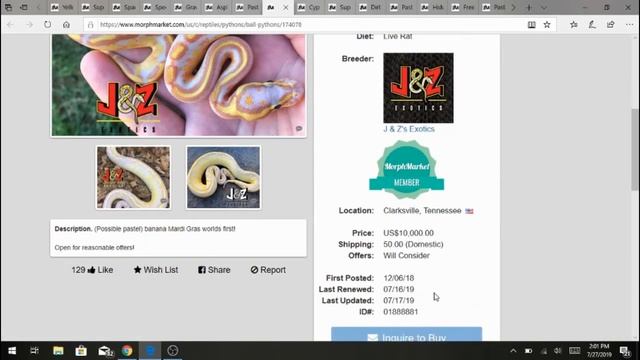 Unlocking the potential of the 'Yellowbelly' ball python morph! смотреть онлайн