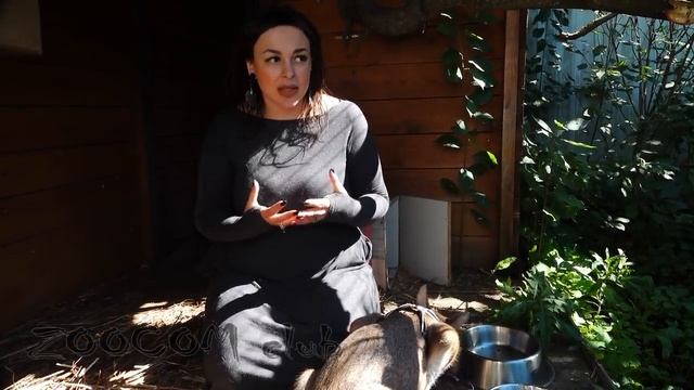 Домашний каракал, который был стеклянным