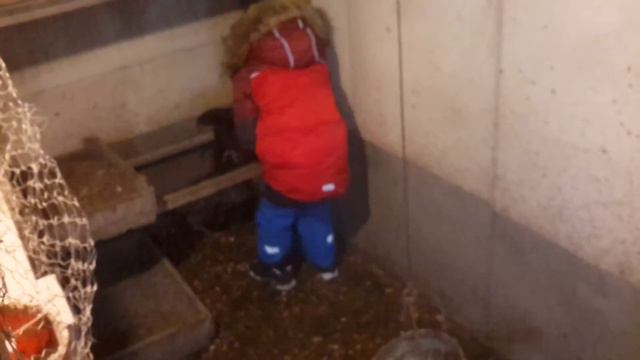 Про курей смотреть онлайн