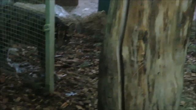 Дымчатый леопард Юси проснулась к обеду 20.12.2022 смотреть онлайн