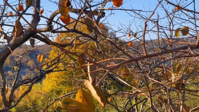 Мимоза смотреть онлайн