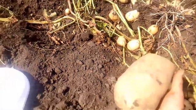 картофель аризона урожай просто супер