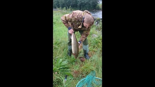 Norsk Laks Лосось Норвежский смотреть онлайн