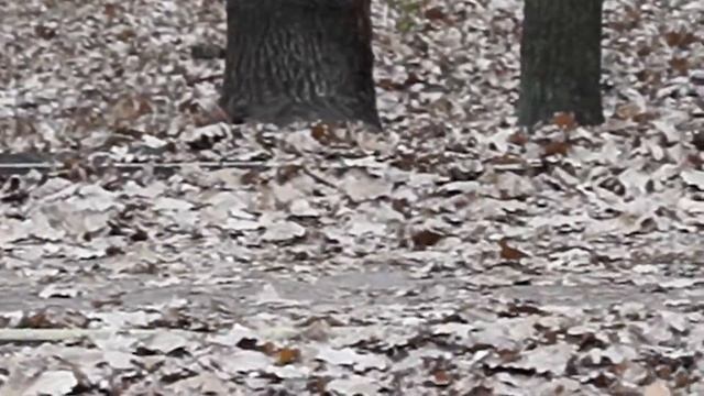 білка у лісі смотреть онлайн