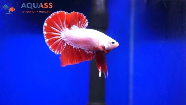 ?Aquass - Петушок Бетта плакат гигантский красный дракон смотреть онлайн