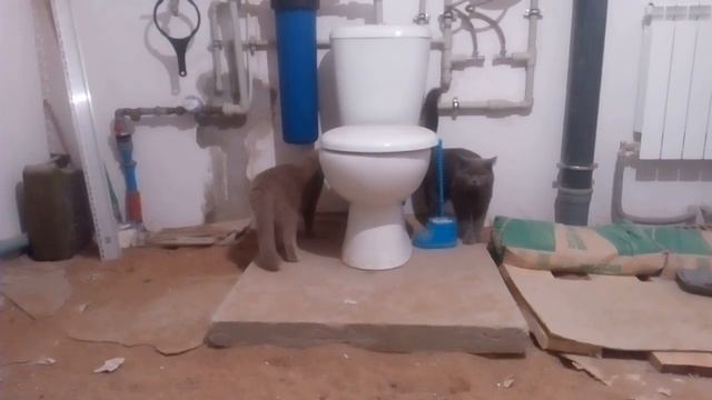 Вязка кота и кошки смотреть онлайн