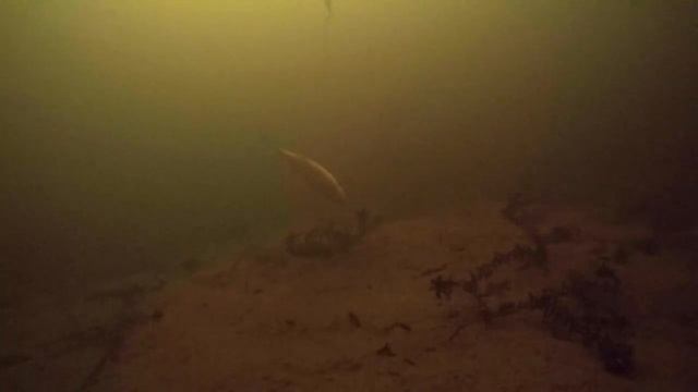 Матерая и хитрая щука. Рыбалка на жерлицы зимой. Подводная съемка хищника. смотреть онлайн