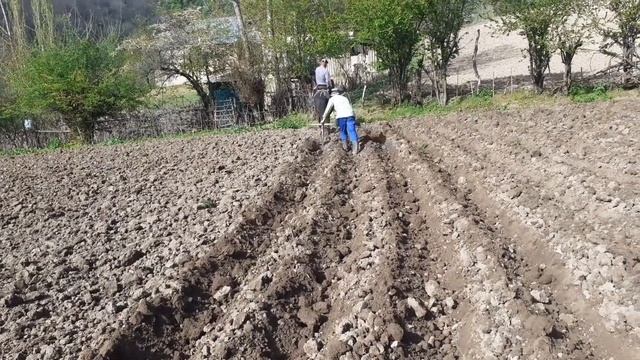 картошка эгуу. 28.04.2021. смотреть онлайн