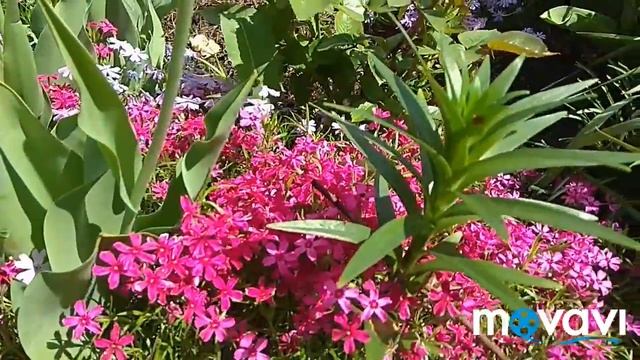 Кошка Ася пришла в гости. Дачный душ. смотреть онлайн