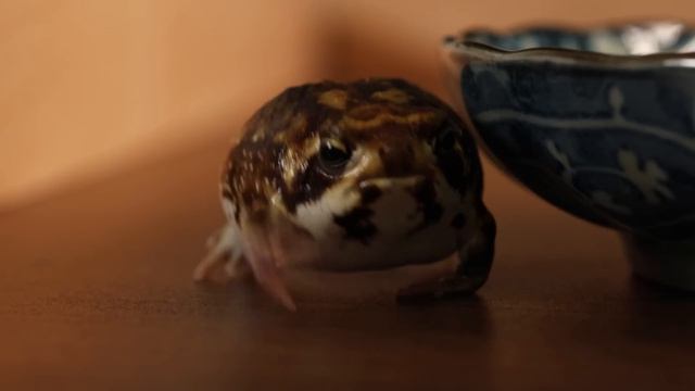 Good Morning, Potato Fairy! смотреть онлайн