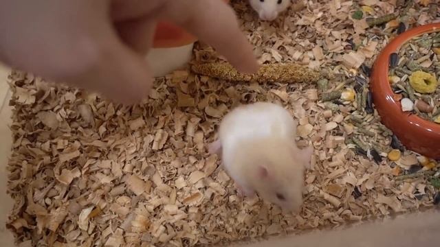 Хомяк пытается сбежать смотреть онлайн