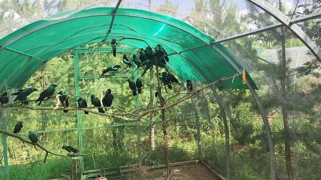 Вороны ждут переезда смотреть онлайн