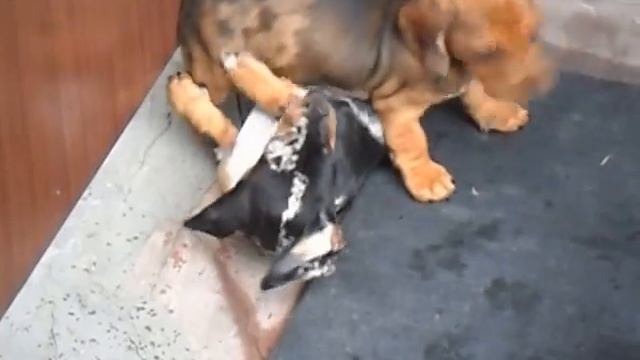 Наши забавные таксята смотреть онлайн