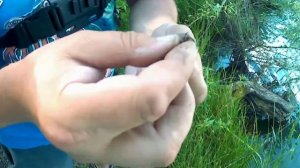 С бомбардой на карася.