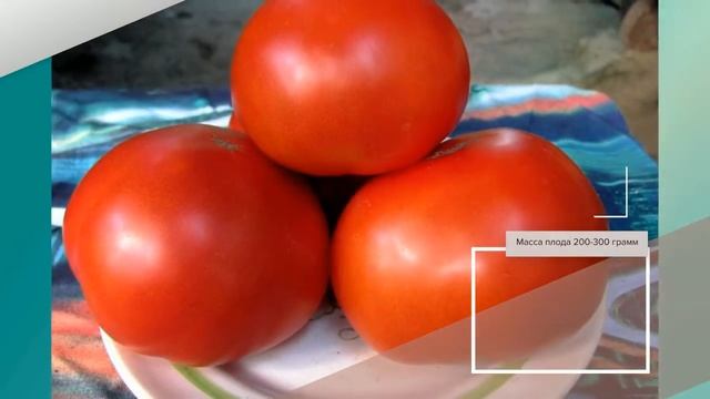 Томат Красным Красно F1 - описание сорта