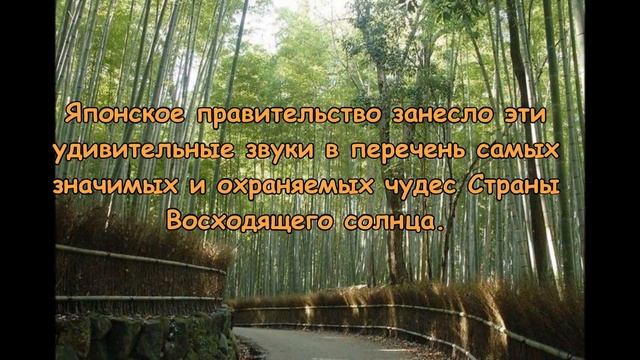 Бамбуковая роща Сагано в Японии смотреть онлайн