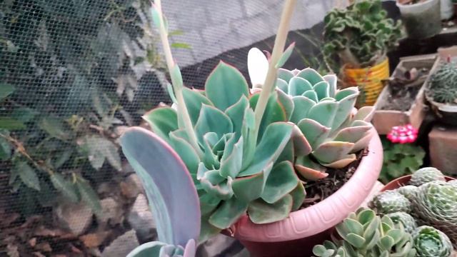 Mi Colección De Echeverias  😍 #suculentas #echeveria #jardin #suculentastour