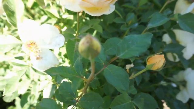 Пришла беда.2хнедельная борьба с жуком оленкой на розах. смотреть онлайн