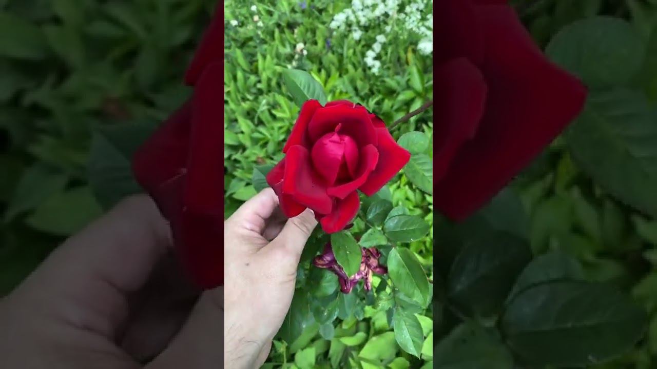 Красоты природы смотреть онлайн