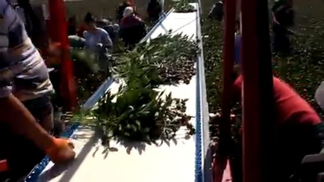 Cutting peonies at P.N.J. Boots смотреть онлайн