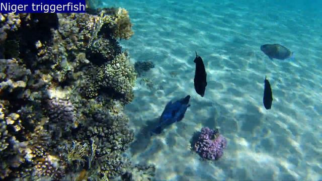 Niger triggerfish (Odonus niger) exploring sands around Makadi Bay corals смотреть онлайн