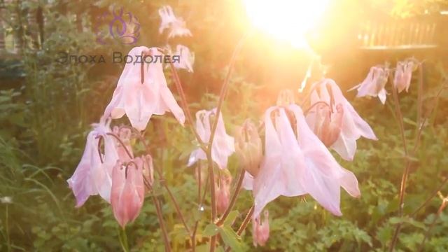 Активация Гармонии и Нежности Медитация смотреть онлайн