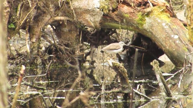 Кулик-перевозчик - часть 1 смотреть онлайн