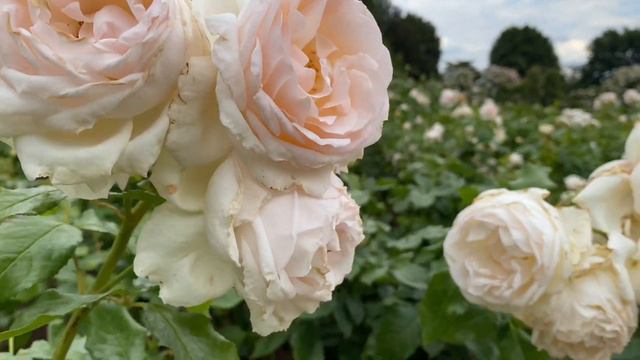 Розы. Цветение Роз Queen Mary’s Rose Garden London Часть 2 смотреть онлайн