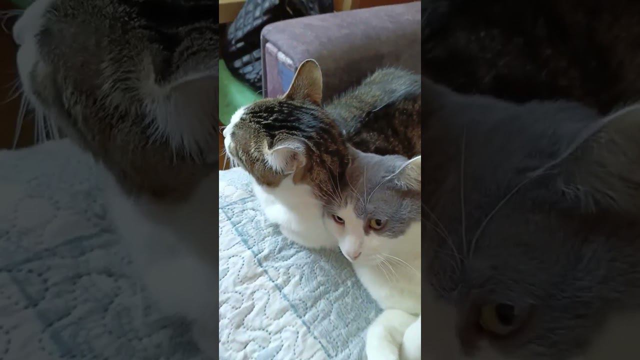 Верю в твою любовь! #мурзик #кот #питомец #лайк #котики #любовь #добро #мурка #кошка #вера смотреть онлайн