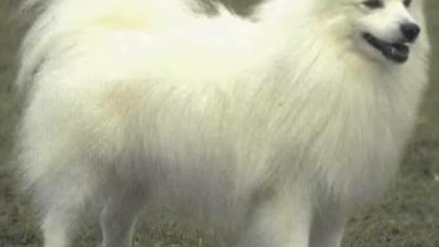 шпиц смотреть онлайн