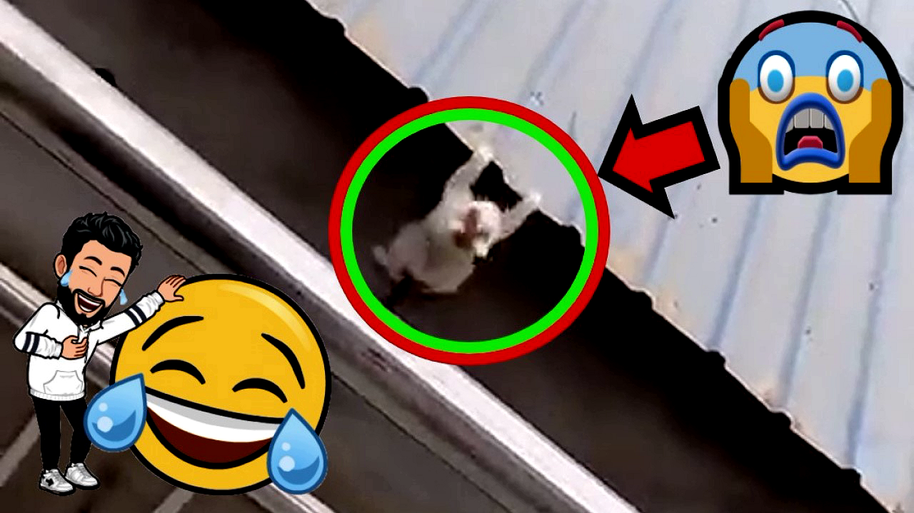 ?Кот-ниндзя! Вы такого еще не видели!!!?#shorts