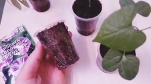 Ипомея?в домашних условиях. Почему выращиваю в рассаде? ?