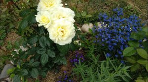 Розы первогодки : Вивьен Вествуд, Тиклед Пинк, Синко де Майо, Космос, Мария Антуанетта, Поэзия ..