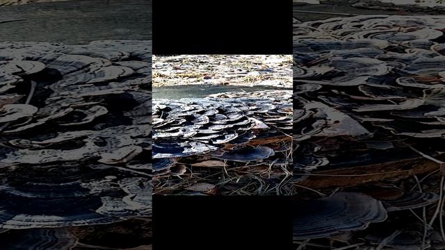 Траметес разноцветный в городском парке на тополёвом пне | Trametes versicolor смотреть онлайн