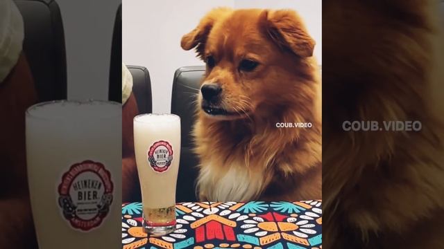 Ты че кожаный?!