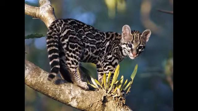 зарубежная музыка смотреть онлайн