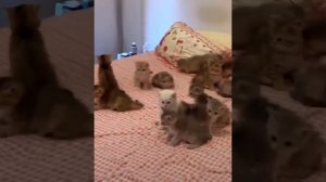 Котят душат одеялом в Украине