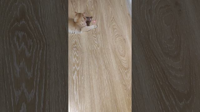 Мася Против Лазера - Эпичная Битва!