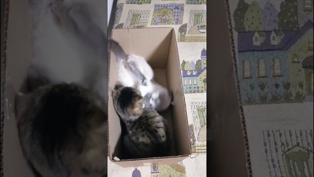 Битва в коробке.mp4