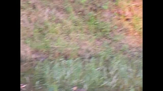 Великий Устюг. Усадьба Арлазорова. Дикие утки в пруду. смотреть онлайн