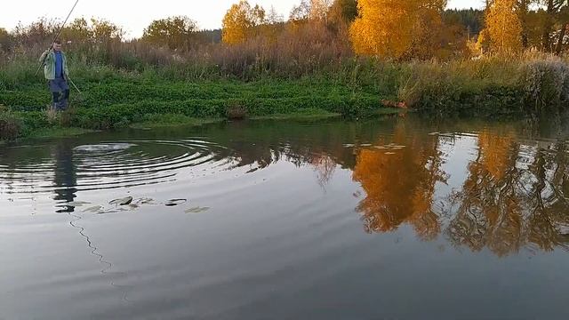 Обзор рыбы в своем пруду ноябрь 2021. Строим пруд в деревне, часть 26. смотреть онлайн