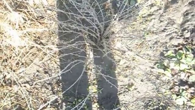 Обработка кипятком крыжовника и смородины весной смотреть онлайн