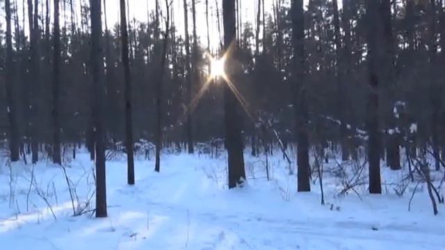 Екатеринбург.Прогулка по лесопарку лесоводов России. смотреть онлайн