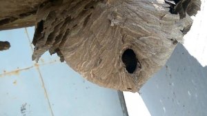 Структура осиного гнезда