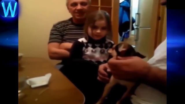 Чихуахуеныши смотреть онлайн