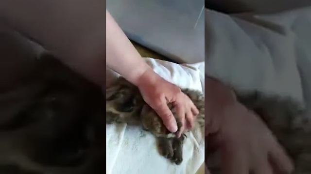 Мягкие котята сервала // Serval Kittens