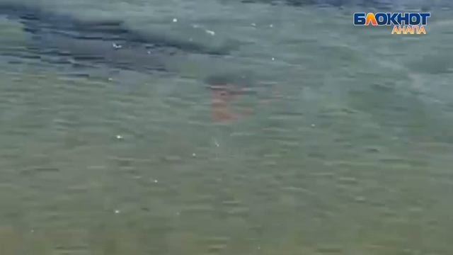 Дельфины в Анапе устроили охоту за рыбкой прямо среди туристов смотреть онлайн