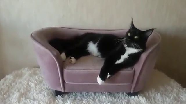 Reino Felino Hloya (Хлоя) смотреть онлайн