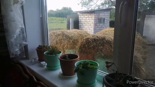 Сало по-китайски// Большая компания ? смотреть онлайн